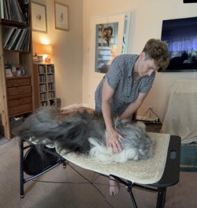 Hundemassage Behandlung