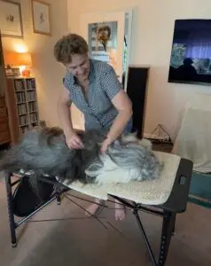 Hundemassage Behandlung