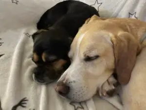 Entspannung für Hund und Mensch