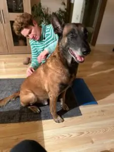 Entspannter Hund wird massiert