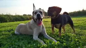Wellness für Hunde in Hamburg und Bad Segeberg